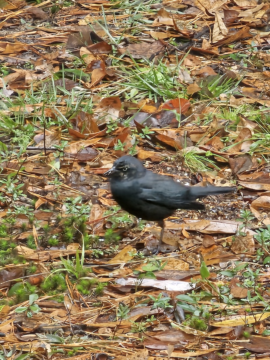 Rusty Blackbird - ML646637272