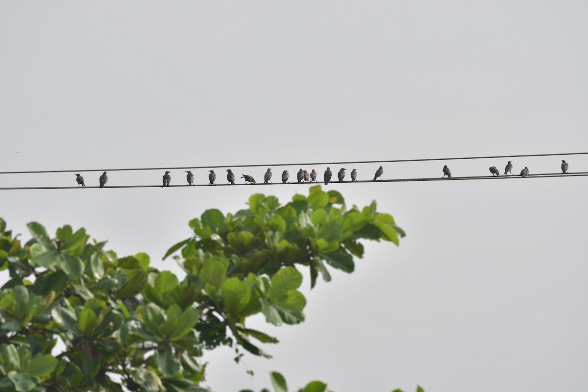 Rosy Starling - ML646637273