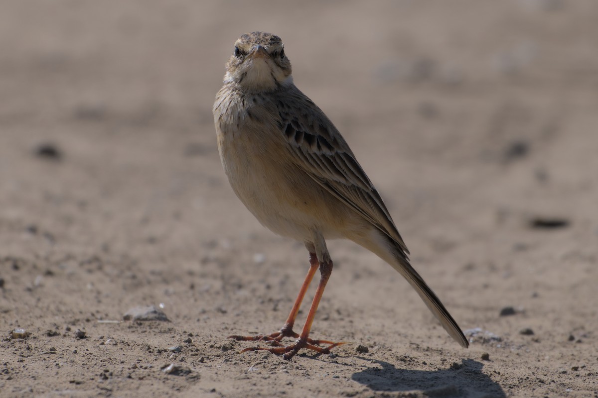 Orientspornpieper - ML646637276