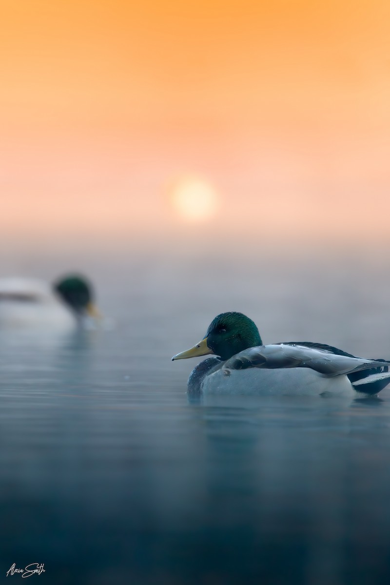 Yeşilbaş - ML646637278