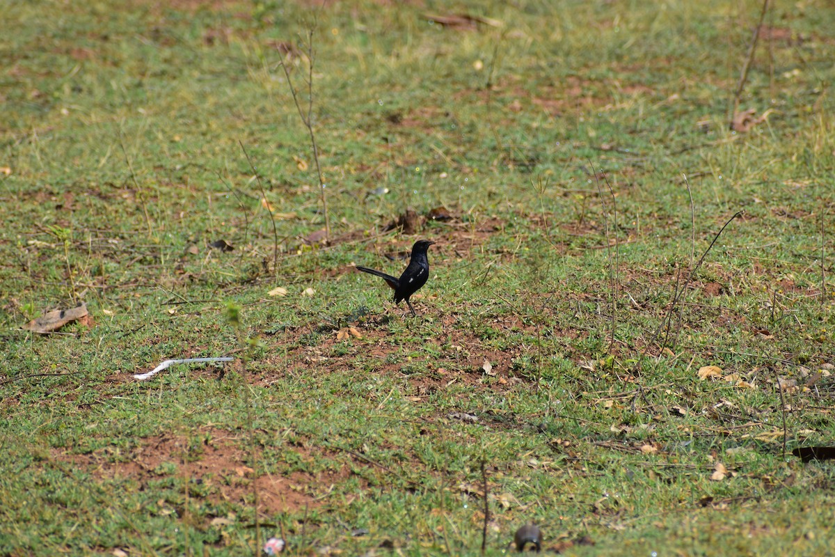 インドヒタキ - ML646637279