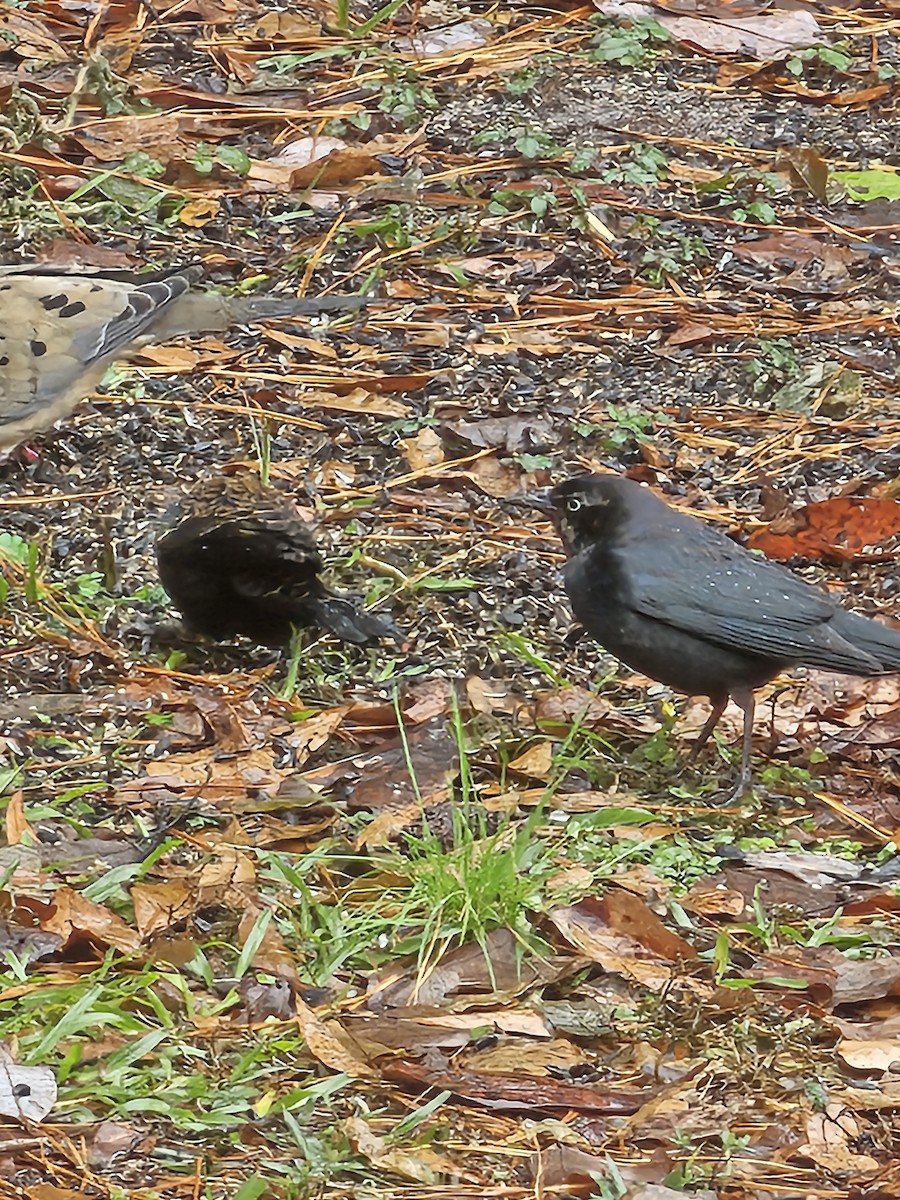 Rusty Blackbird - ML646637281