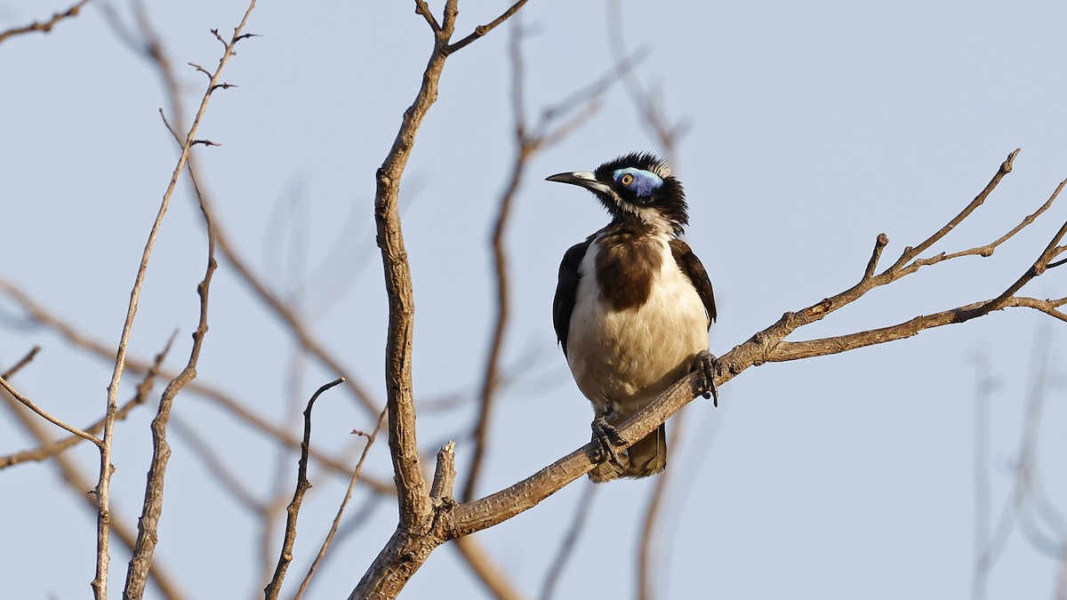 Blue-faced Honeyeater - ML646637282