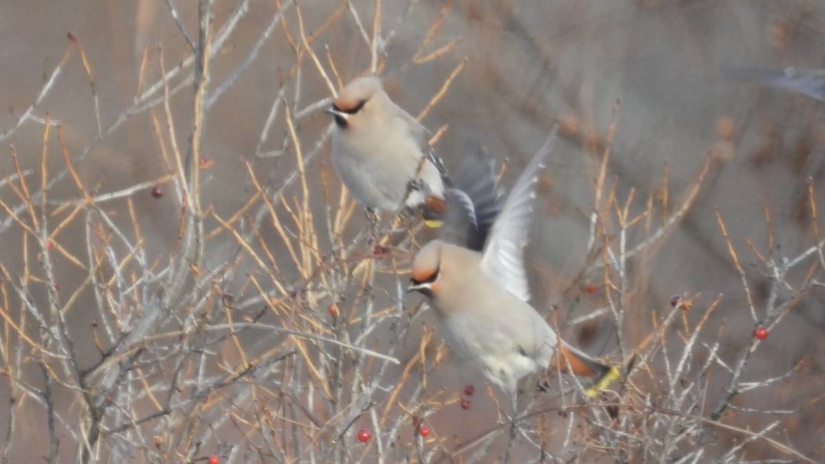 Buztanori boreala - ML646637283