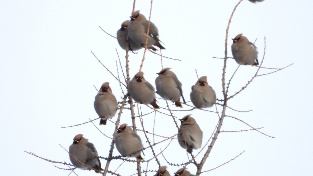 Buztanori boreala - ML646637284