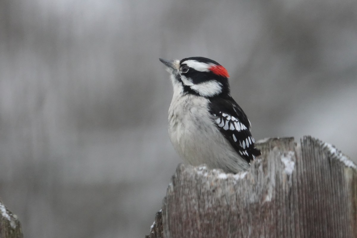 Downy Woodpecker - ML646637285