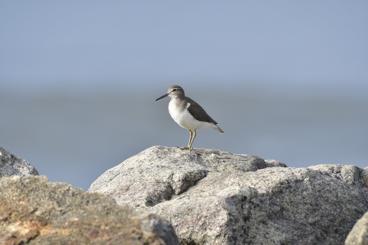 ביצנית לבנת-בטן - ML646637286