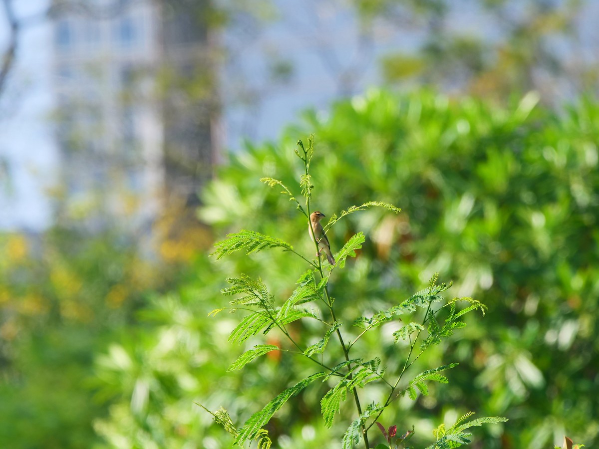 Tisserin doré - ML646637288