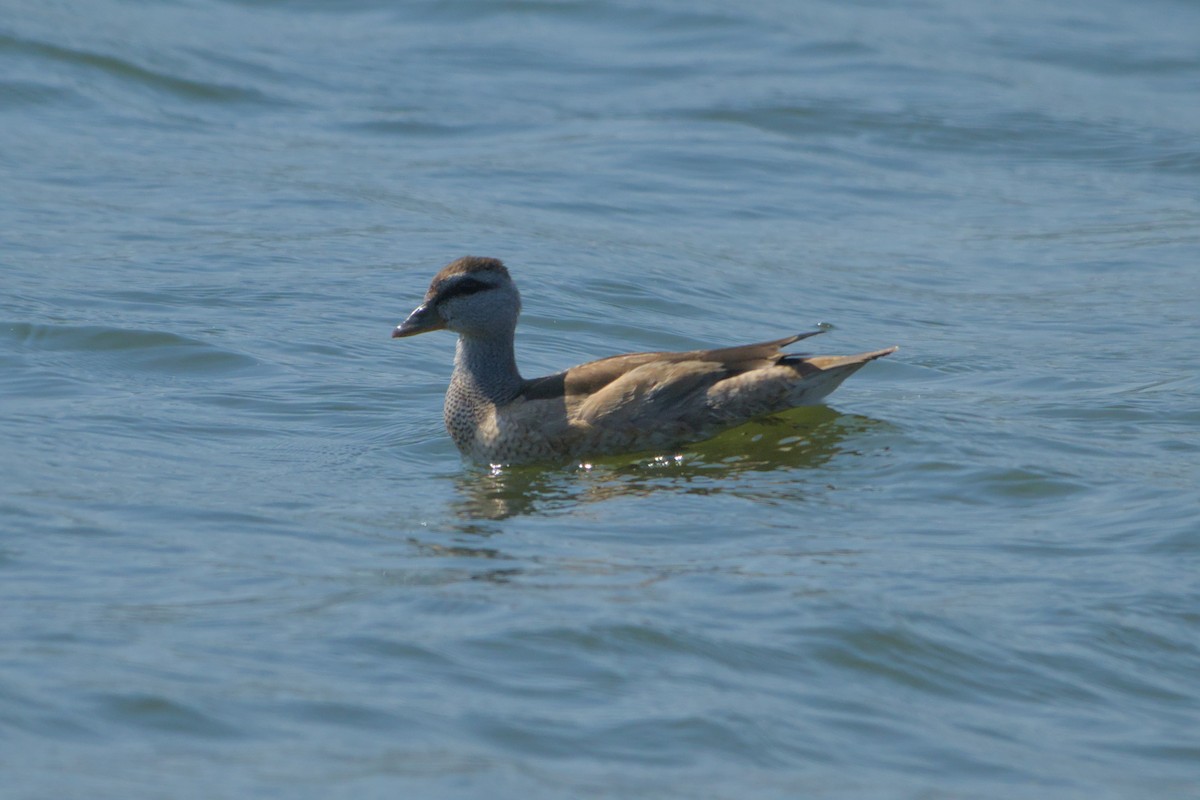 Koromandelzwergente - ML646637291