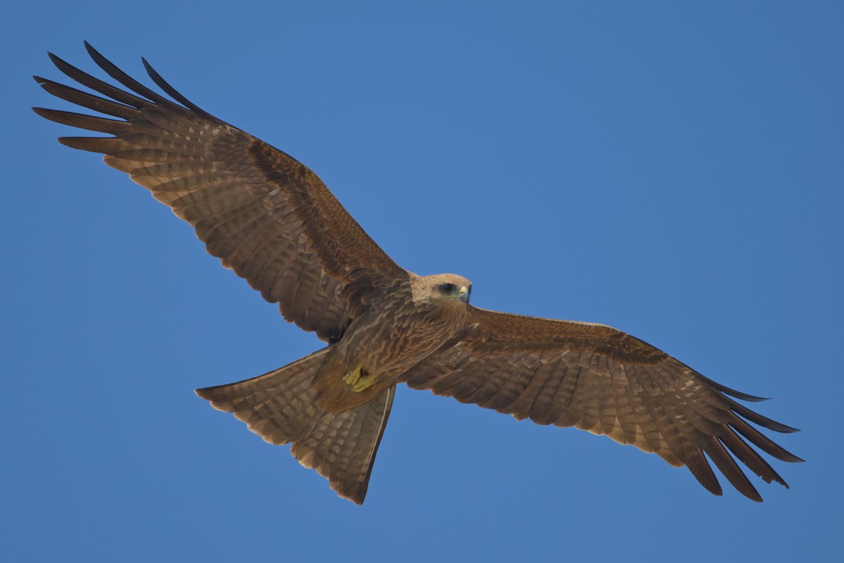 Schwarzmilan - ML646637299