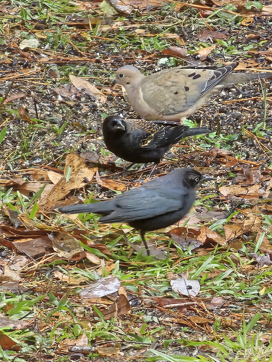 Rusty Blackbird - ML646637300