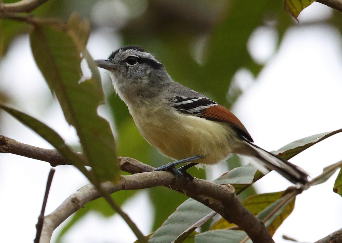 Rufous-margined Antwren - ML646637307