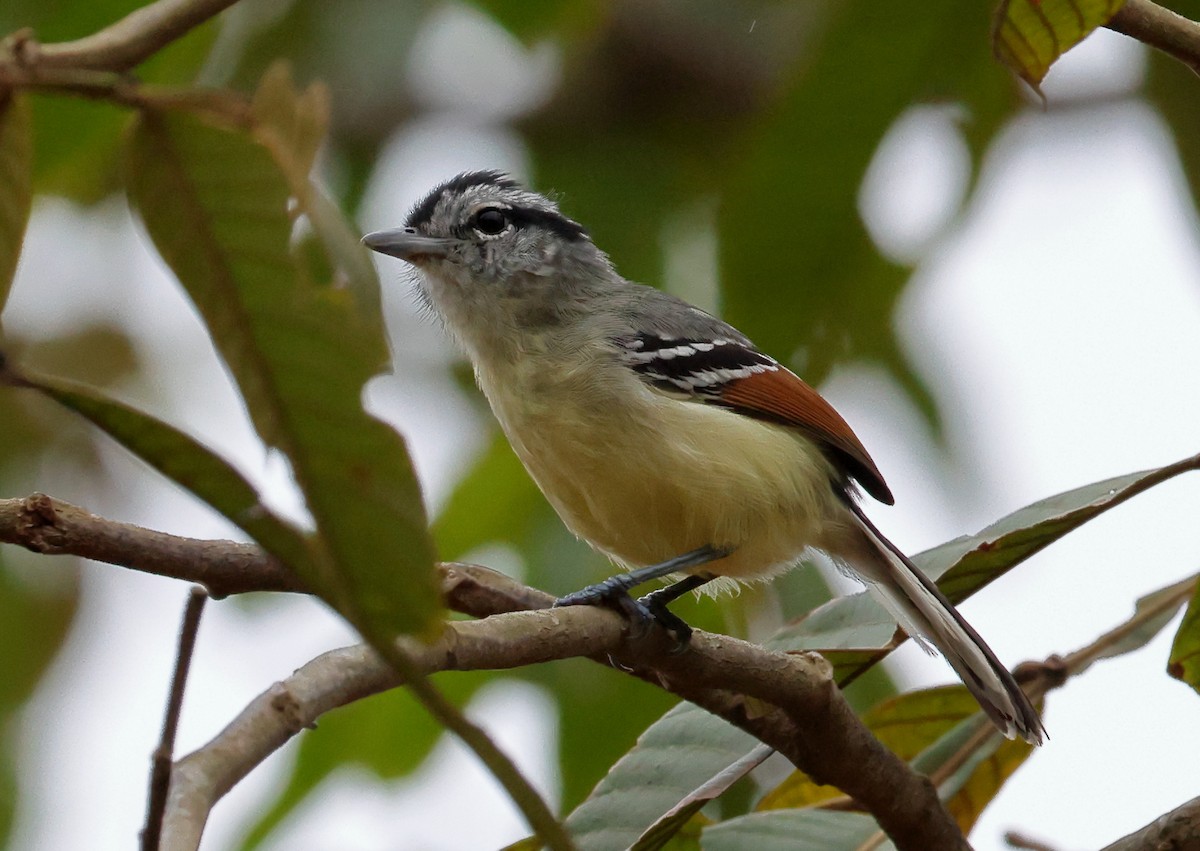 Rufous-margined Antwren - ML646637308