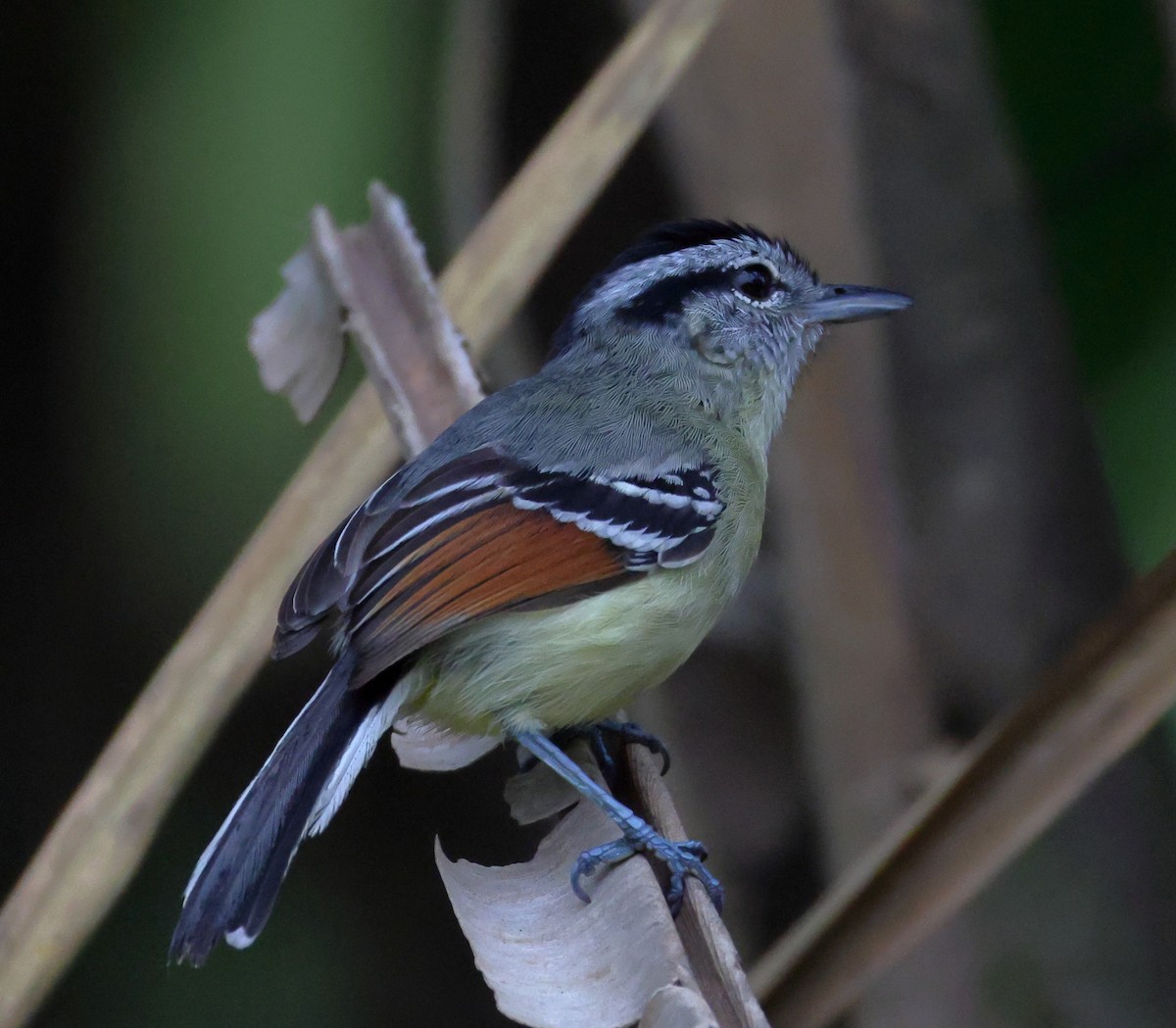 Rufous-margined Antwren - ML646637309