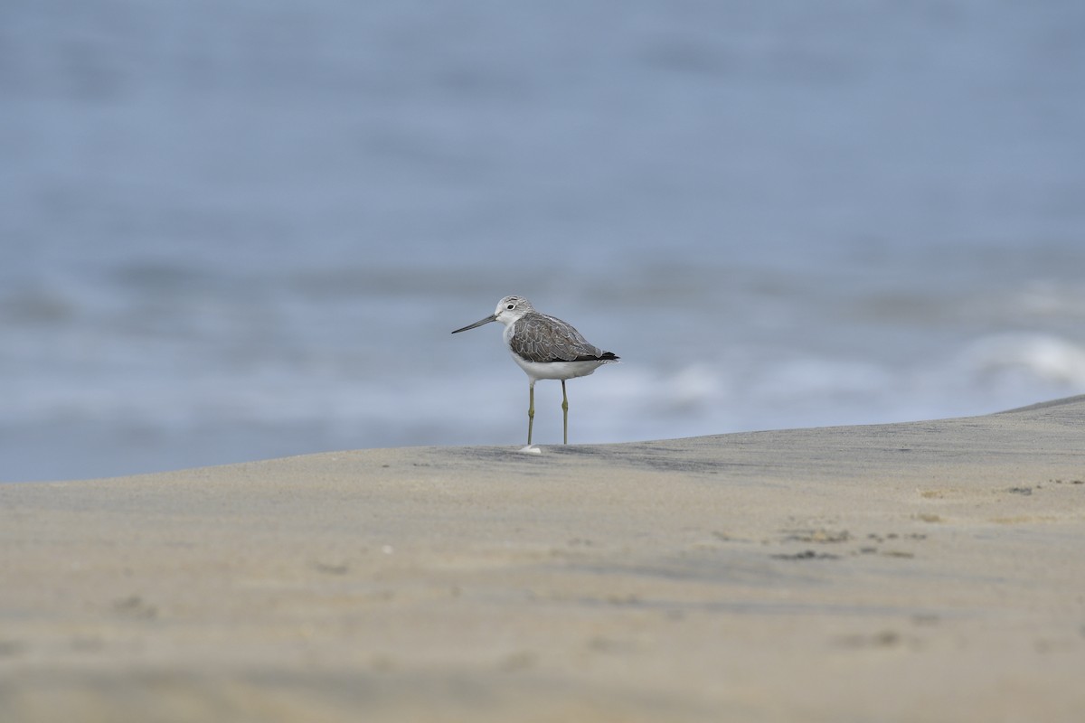 Grünschenkel - ML646637311