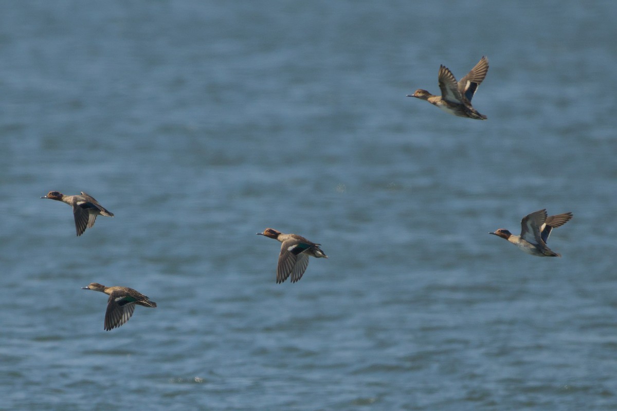 Krickente - ML646637325