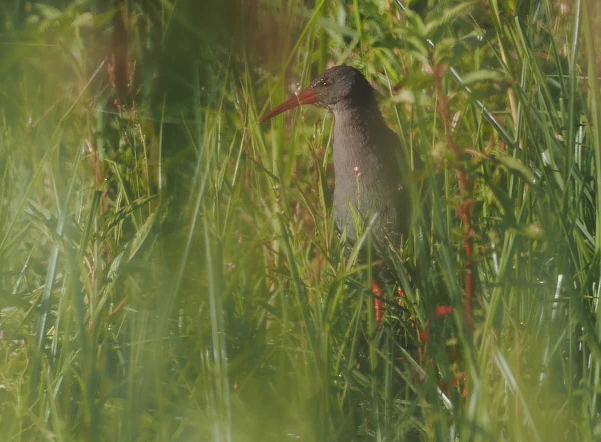 African Rail - ML646637328