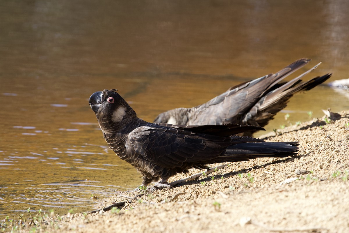 Carnaby's Black-Cockatoo - ML646637329