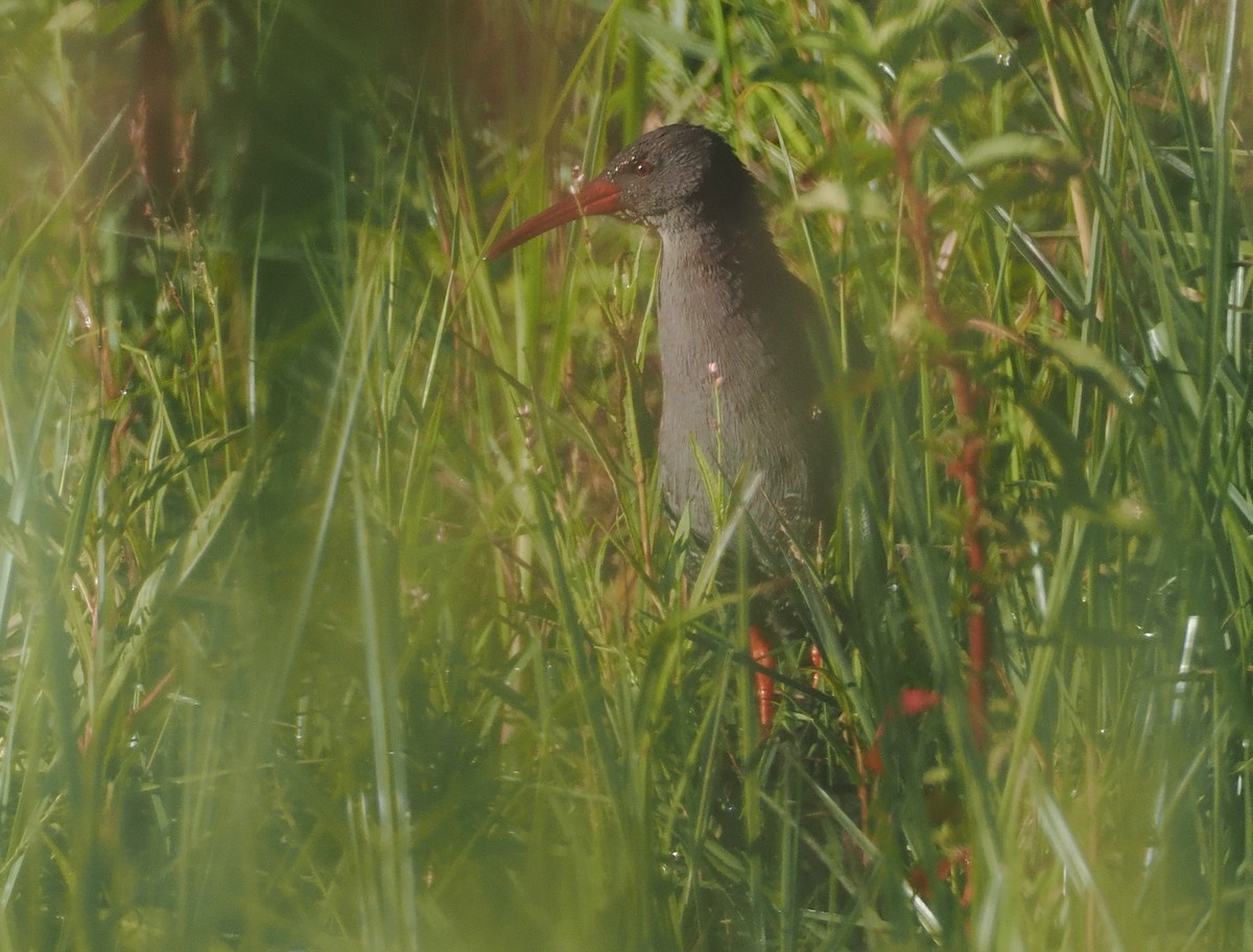African Rail - ML646637331