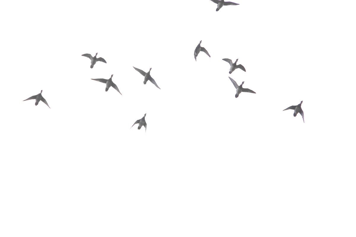 Canard d'Amérique - ML646637332