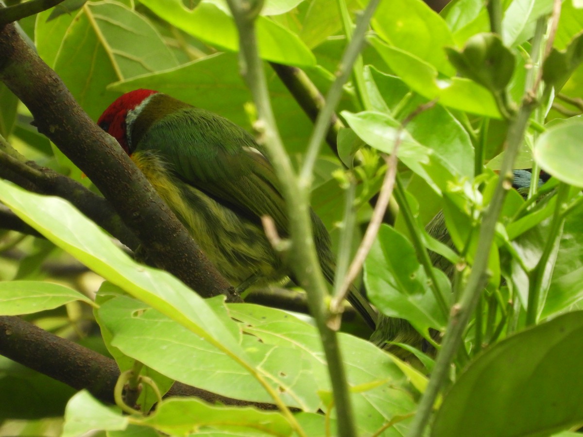 Red-headed Barbet - ML646637333