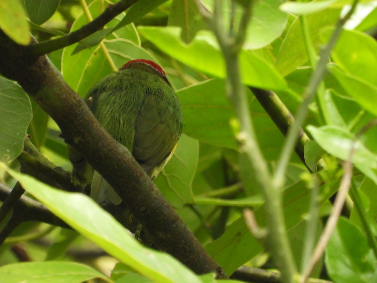 Red-headed Barbet - ML646637334