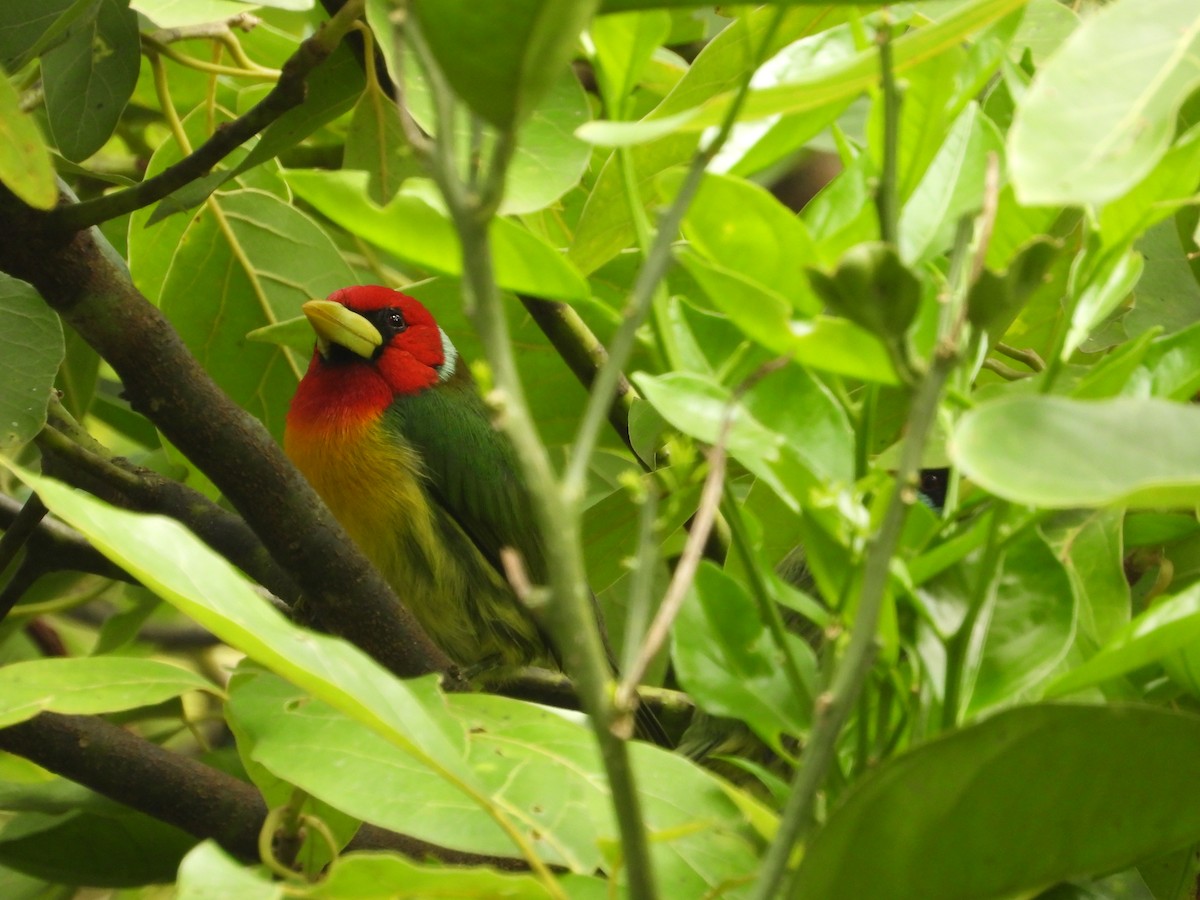 Red-headed Barbet - ML646637335