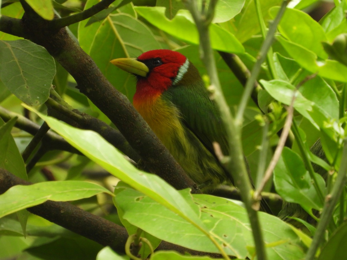 Red-headed Barbet - ML646637336