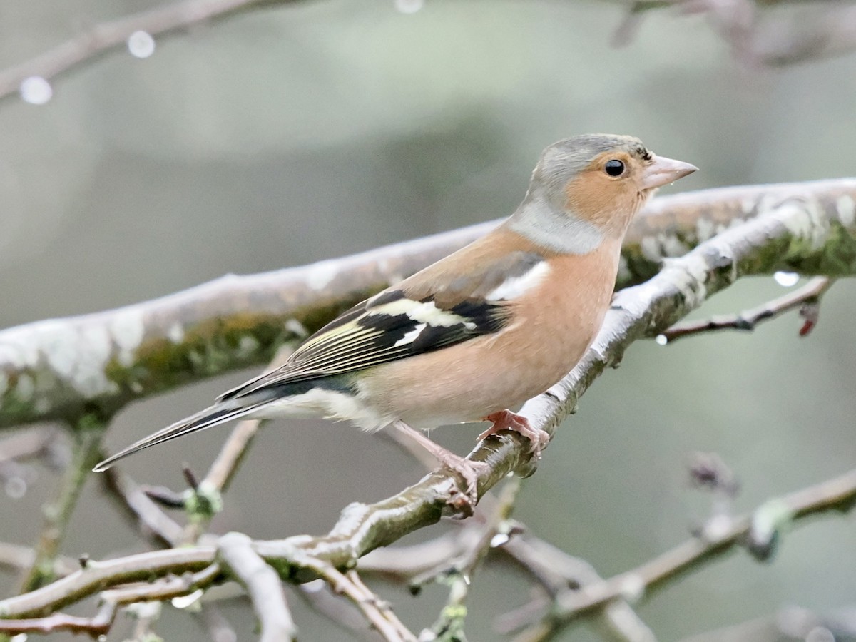 Txonta arrunta - ML646637347