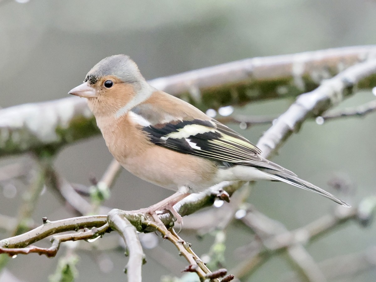 Txonta arrunta - ML646637348