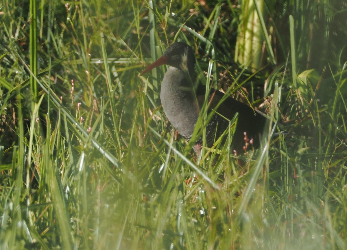 African Rail - ML646637349