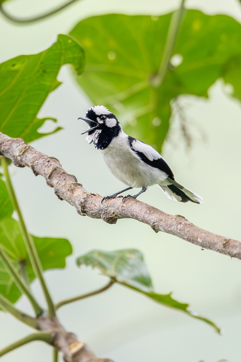 White-naped Monarch - ML646637350
