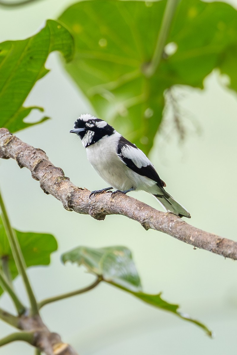 White-naped Monarch - ML646637351
