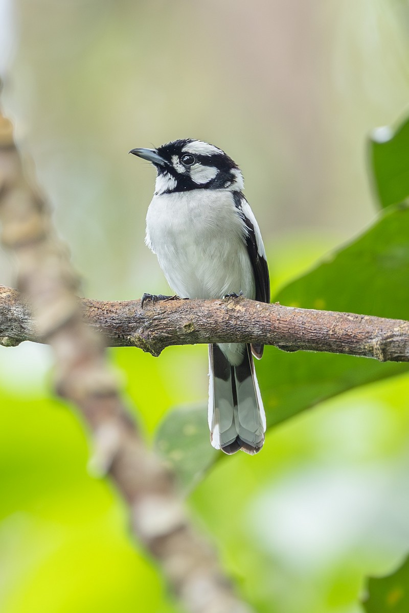 White-naped Monarch - ML646637353