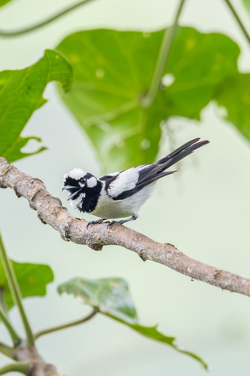 White-naped Monarch - ML646637354