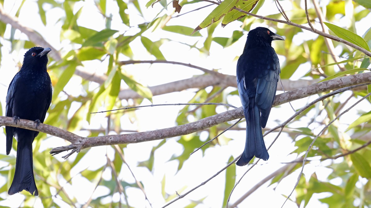 Spangled Drongo - ML646637380