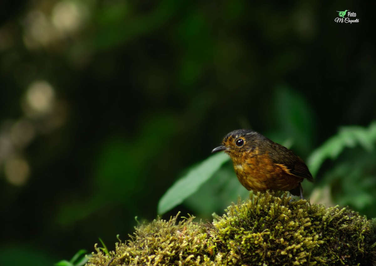 Slate-crowned Antpitta - ML646637388