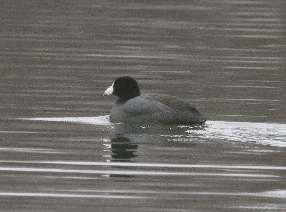 American Coot - ML646637389