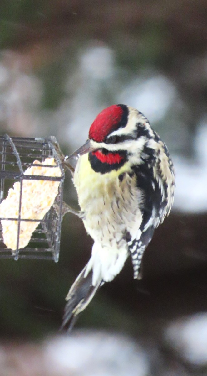 Yellow-bellied Sapsucker - ML646637390