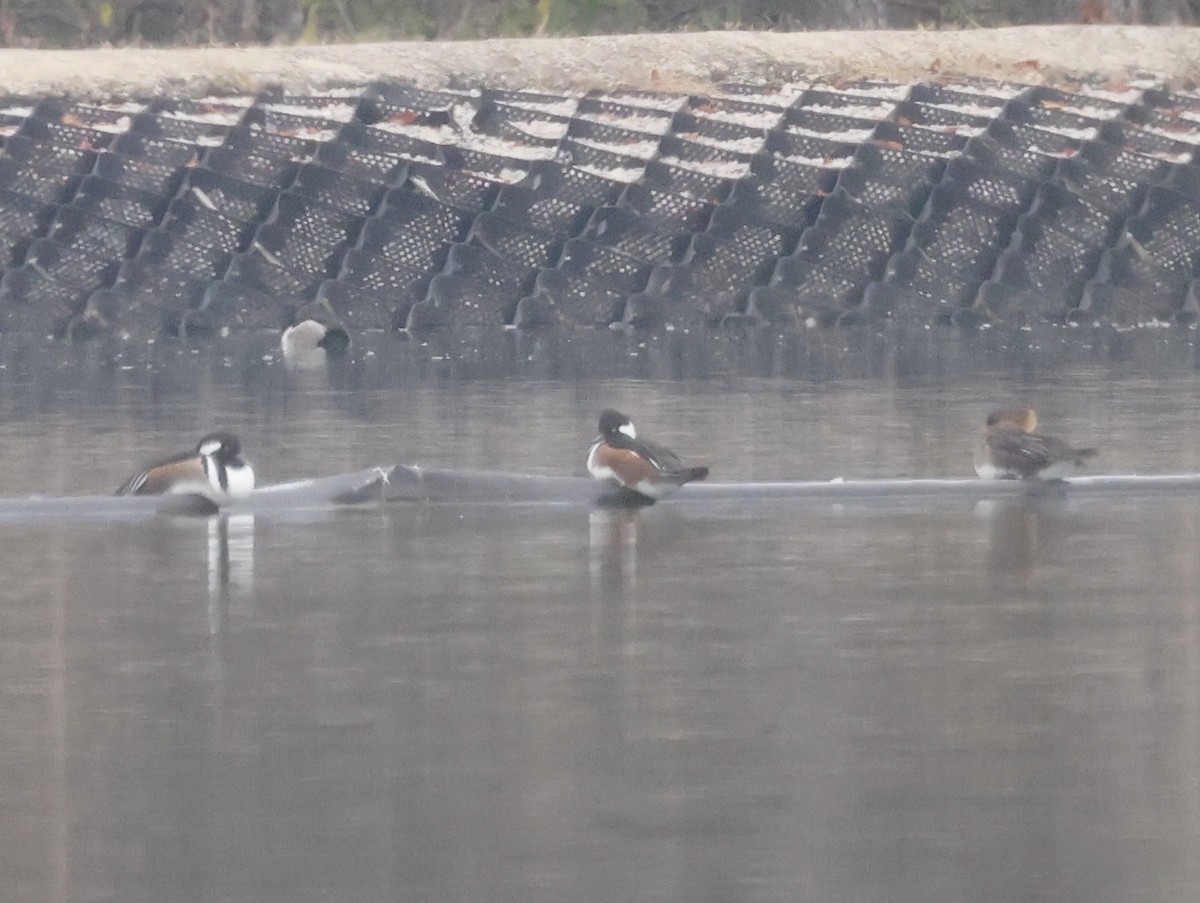 Hooded Merganser - ML646637391