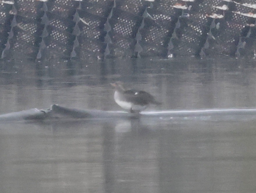 Red-breasted Merganser - ML646637392