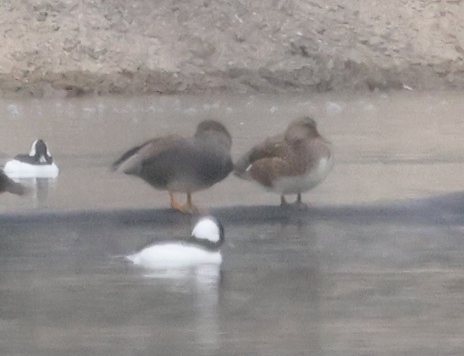 Gadwall - ML646637400