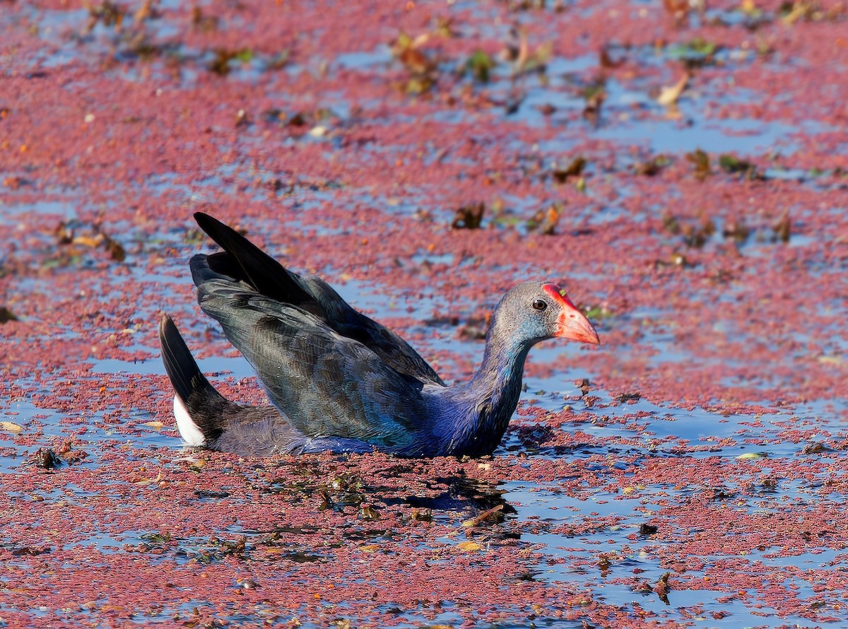 Gray-headed Swamphen - ML646637404