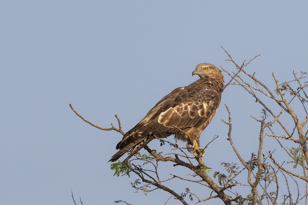 Oriental Honey-buzzard - ML646637409