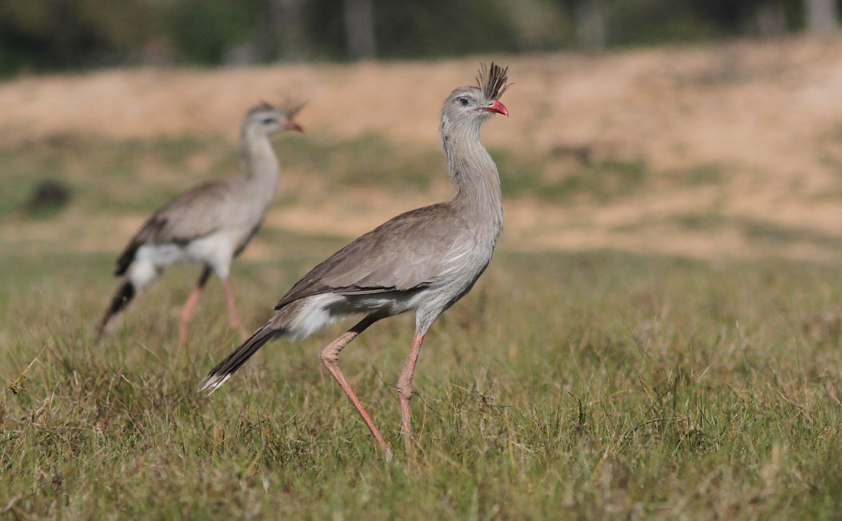 Red-legged Seriema - Stephan Lorenz / Rockjumper Birding Tours