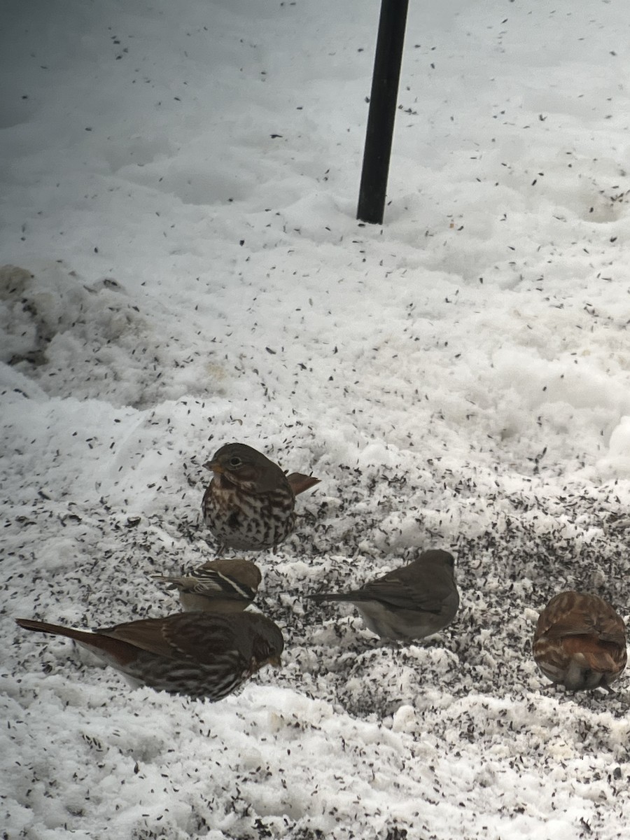 Fox Sparrow - ML646637410