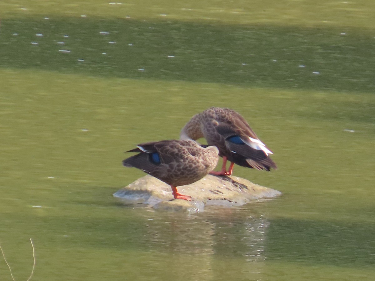 Зэрлэгшир нугас - ML646637411