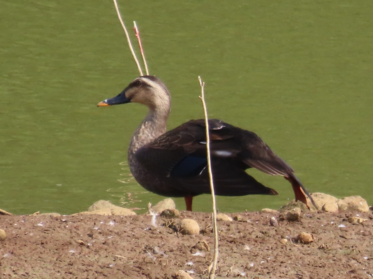 Зэрлэгшир нугас - ML646637412