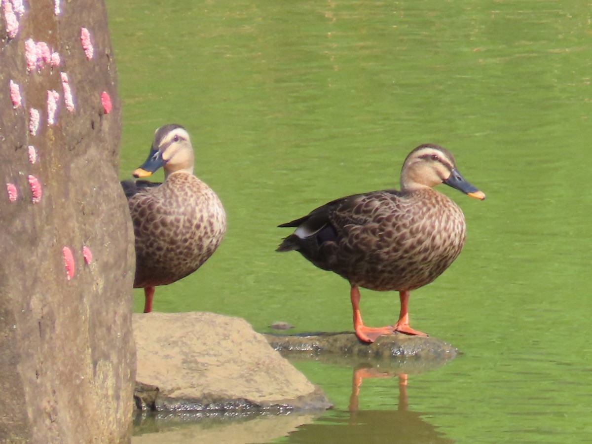 Зэрлэгшир нугас - ML646637413