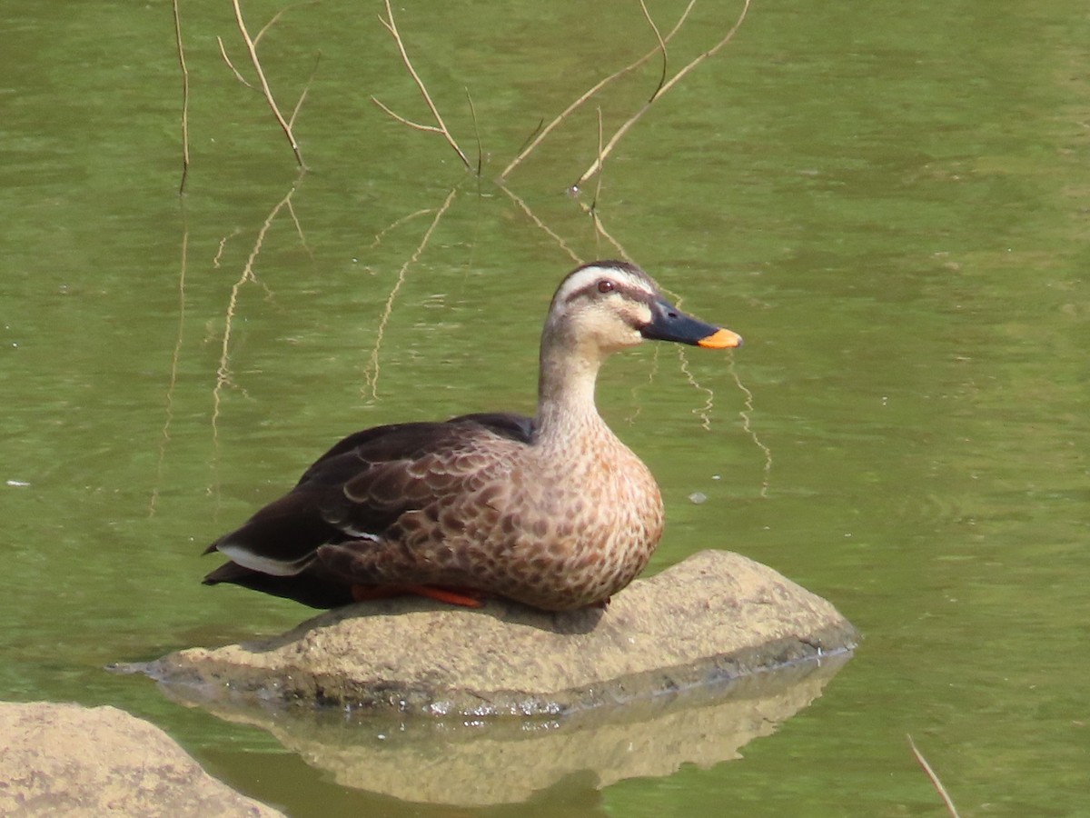 Зэрлэгшир нугас - ML646637414